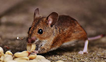 attic-and-crawl-space-pest-treatment Experts in Social Security Admin